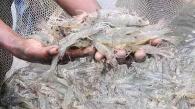 Due to the efforts of Sukhu government, 'Blue Revolution' is starting in Himachal