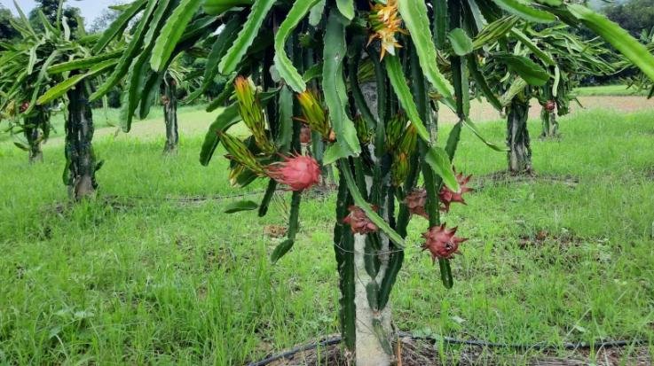 With the efforts of the state government, the picture of Jeevan Singh Rana's garden is changing from the redness of dragon fruit