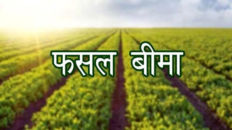 Solan: Get maize and paddy crop insurance done by 31st July