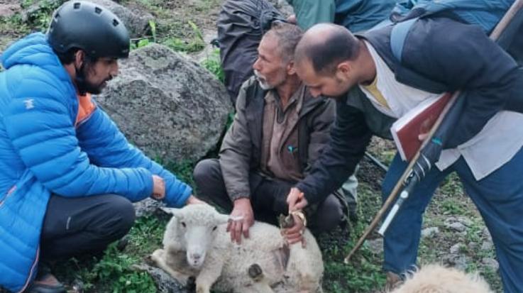  Kinnaur: Treatment of sick sheep of sheep herders trapped in jail