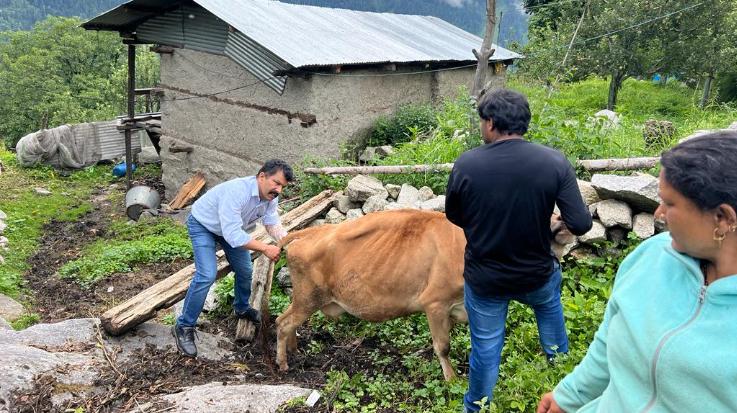 Kinnaur: 503 animals suffering from lumpy were treated in the district