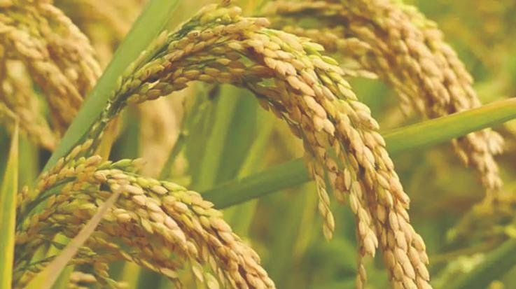 For the first time the government will buy paddy in the entire state