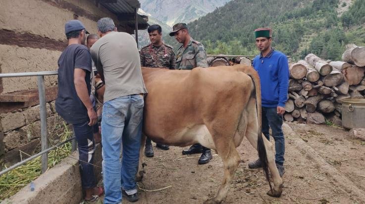 Kinnaur: Army veterinary team organizes camp for treatment of Lumpy disease spread among animals