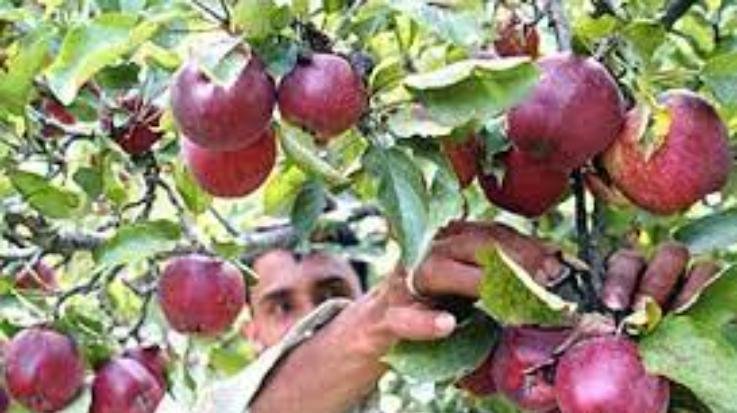 Gardeners angry over reduction in import duty on apples, preparing to take to the streets