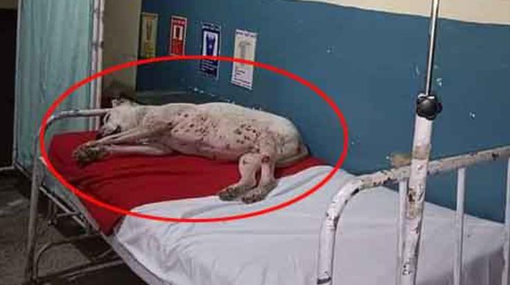 Condition of government hospitals: Dog resting on the emergency bed of Bhoranj hospital, photo goes viral...