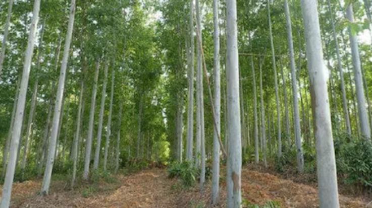 The state government lifted the ban on taking white, poplar, bamboo and kuth out of the state.123