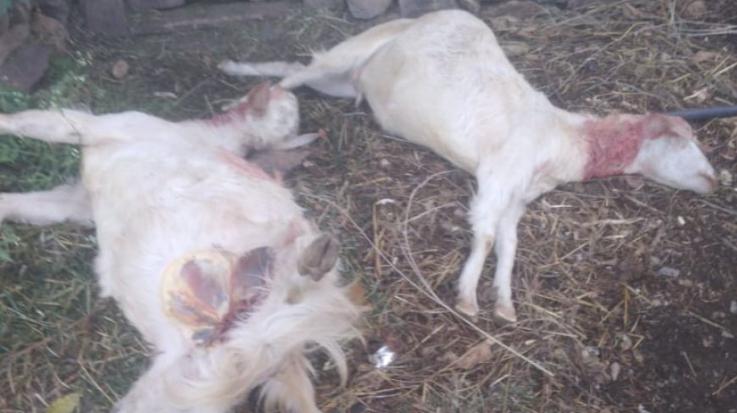 Sangdah: Leopard devoured half a dozen goats in Andheri village.