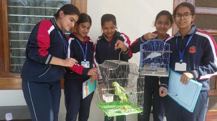 Ghumarwin: Girls of Minerva School created awareness on saving birds.