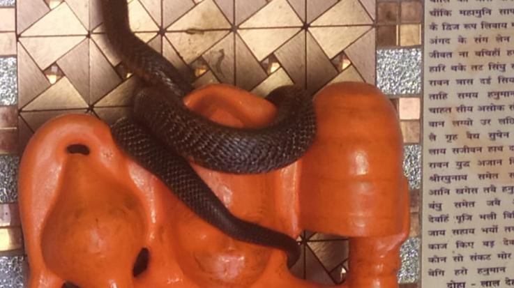 Kunihar: The snake god remained clinging to the idol of Hanuman ji for hours.