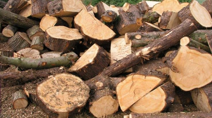 Dehra: Terrace police caught a truck full of wood on Swan Khad bridge.