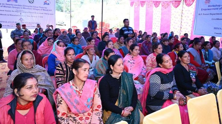  Shimla/Mandi: JICA got success in cultivation of bitter gourd and absinthe.