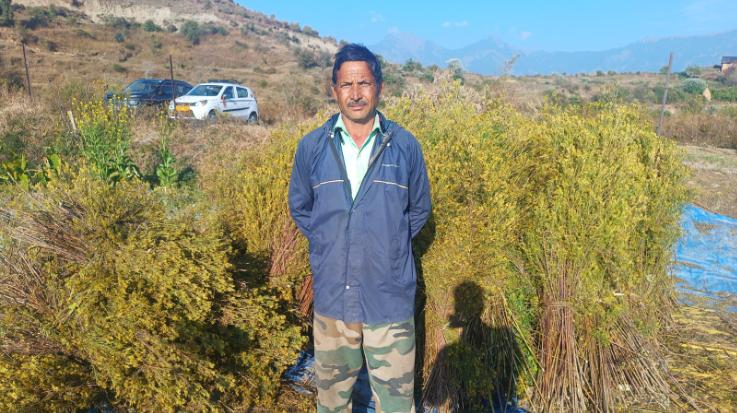 Padhar: The life of farmers in hilly areas is fragrant with wild marigold flowers.