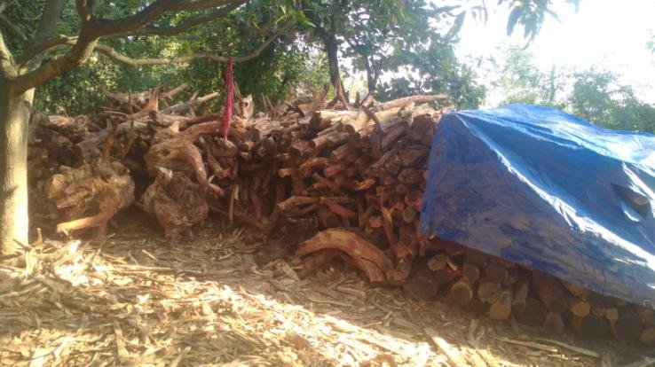 Indora: Contractor has permission for cut Khair trees: Range Officer 369