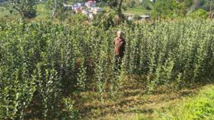 Shimla: Italian company will set up apple nursery on 200 bigha land in Himachal.