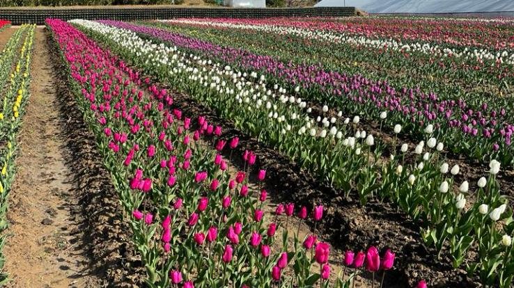 Dharamshala: Palampur's Tulip Garden reopened for tourists to see