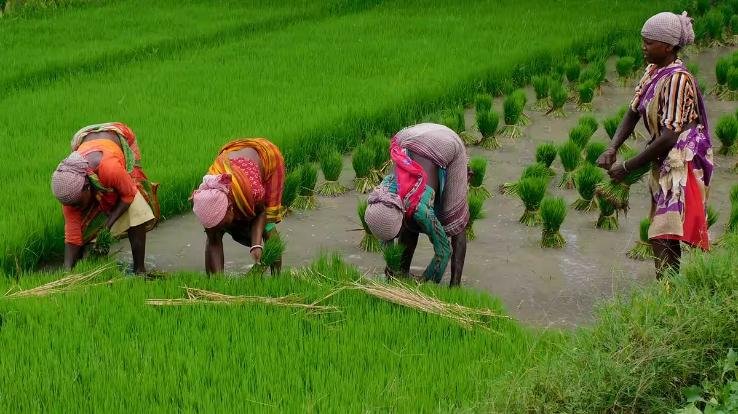 Mixed reaction on budget in Hamirpur, this budget is special for farmers