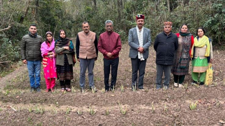 Sundernagar: Medicinal plants brought new dawn in the barren fields.