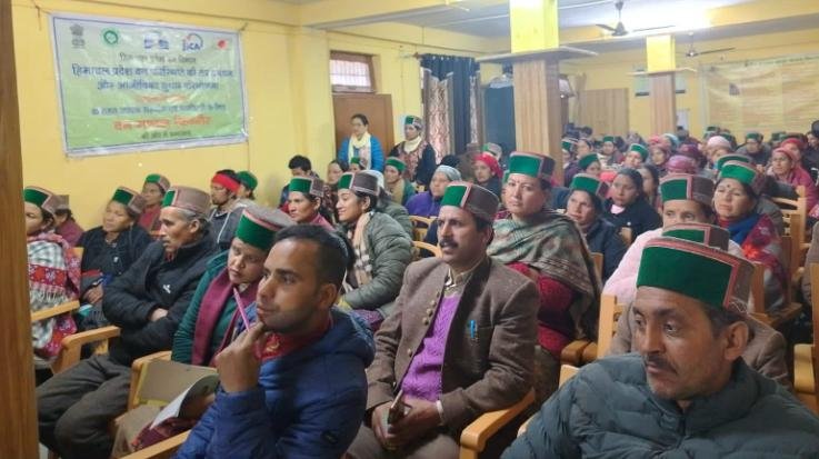 Kinnaur: Pine nuts planted in 105 hectares of land in the district under JICA Forestry Project.