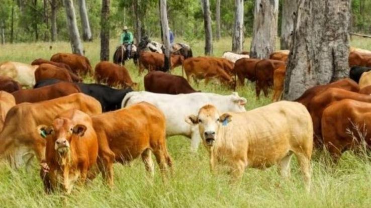 The concept of self-reliant Himachal will be realized through livestock.