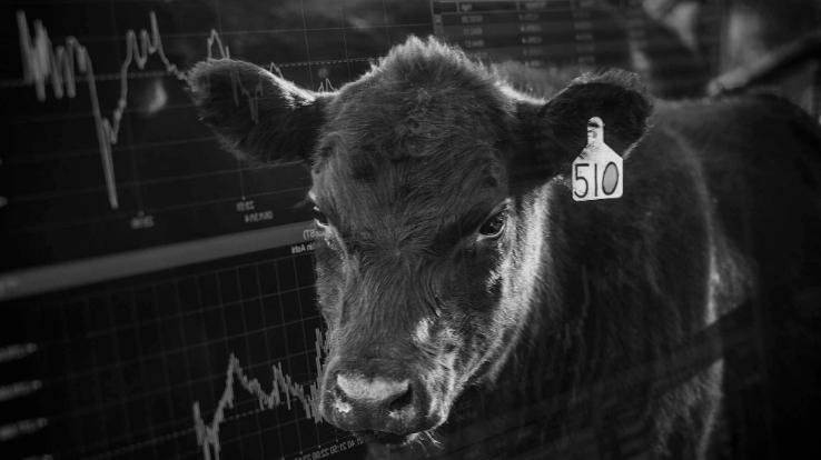 कान काट कर टैगिंग करने से पशु हो रहे कमज़ोर, पशुपालकों ने जताया विरोध