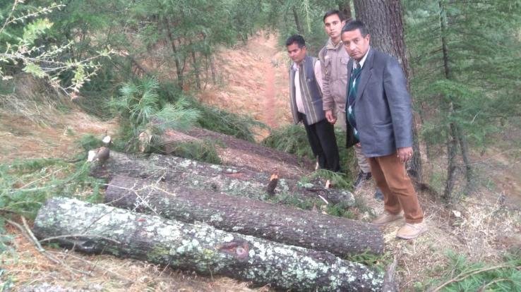 हरे भरे पेड़ों पर फिर चली वनकटुओ की कुल्हाड़ी