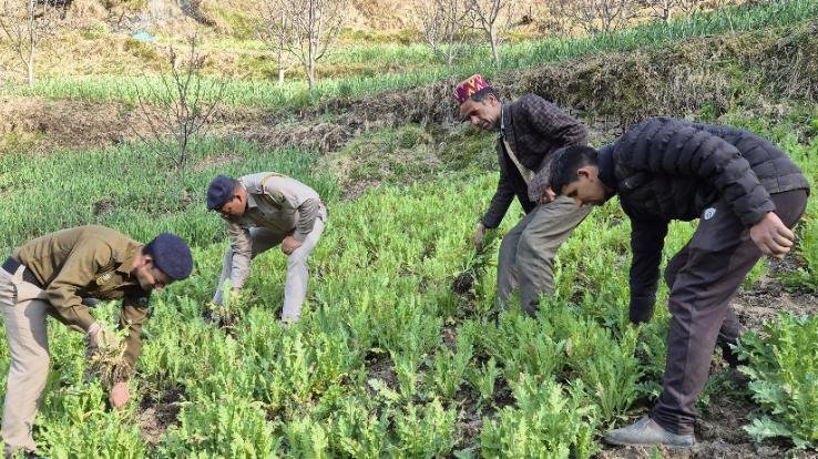 Banjar police destroyed 4073 illegal opium plants