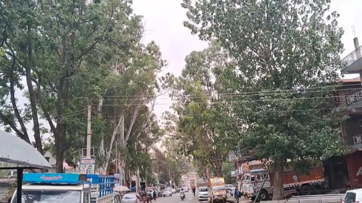 Giant trees on the main road of Kunihar can cause untoward incident.