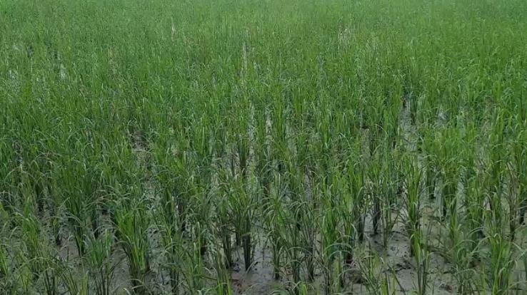 Due to rain in the hilly areas of Giripar region, there is a wave of happiness among the farmers, filing of nominations