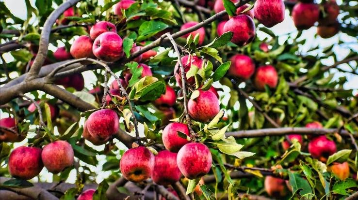 Shimla: Universal carton not available, gardeners are worried