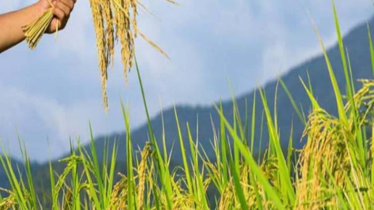 Solan: Last date for getting insurance of maize and paddy crop is 15th July