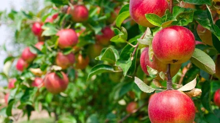 Supply of universal carton for apple packing will start in the state from today, will start from Karsog.
