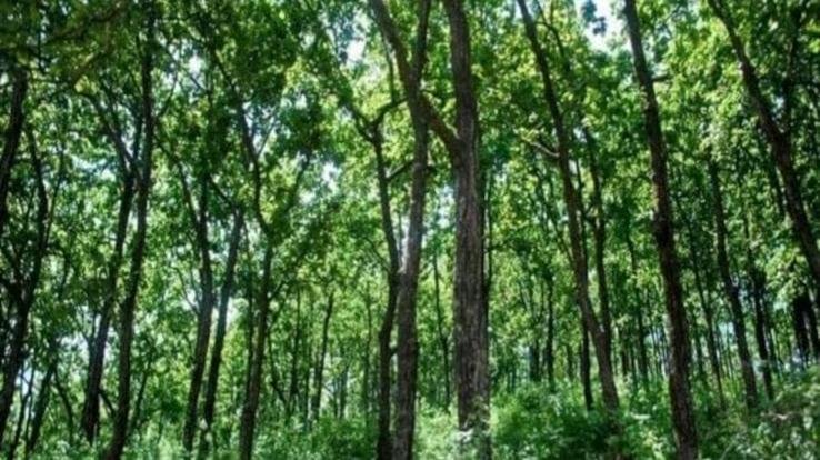 Himachal: Budget of Rs 150 crore approved for plantation under environmental protection scheme.