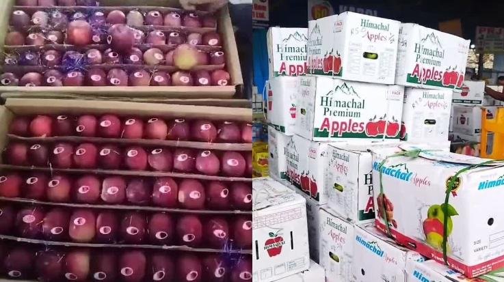 Tideman apples reach fruit market in universal carton from Karsog
