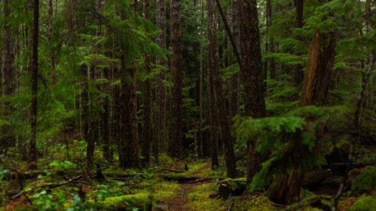 Trees were illegally cut and roads were built in the demarked protected forest area, High Court sought answers from Himachal and Central Government.