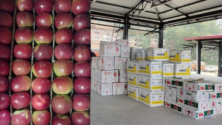 Gardeners are plucking apples and bringing them to the market before they are fully ripe, they are not getting good prices.