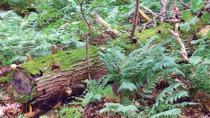 Himachal: Forest Guard's powers increased, Chief Minister Sukhu issued SOP