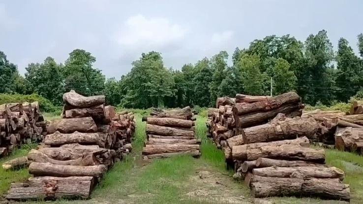 Himachal Forest Corporation earned lakhs of rupees just by selling tender forms, also saved Rs 72 lakhs