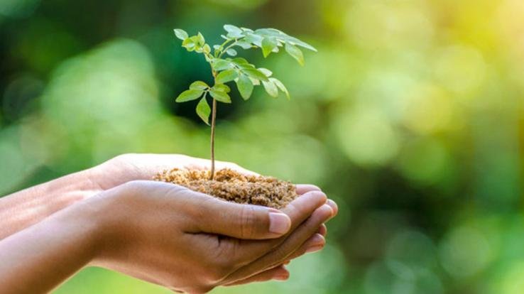 Kangra: Laureate Pharmacy Educational Institute planted saplings in collaboration with Har Aangan Ek Phutta campaign.