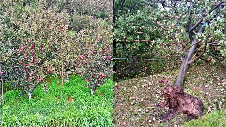 Sky wreaked havoc on gardeners, pile of apples fell from trees, now HPMC will buy these apples