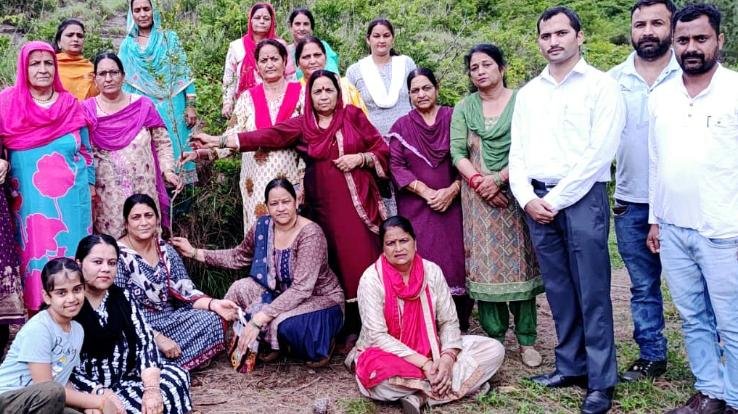Sambhav charitable organization Kunihar planted saplings under the campaign “One tree in the name of mother”