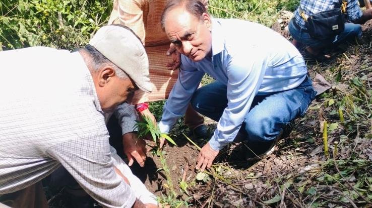 Kunihar: Plantation done by Pensioners and Senior Citizens Welfare Association in Sayri.