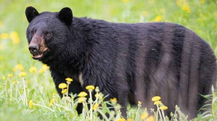 Sirmaur: Bear terror, entered the house and attacked an 83-year-old elderly woman at midnight.