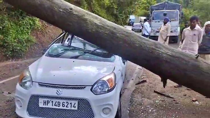 Solan: Tree fell on moving vehicle in Subathu, people traveling in the vehicle safe