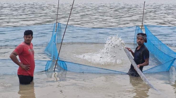 Bilaspur: Fisheries Department started the process of putting fish seeds in Govind Sagar.