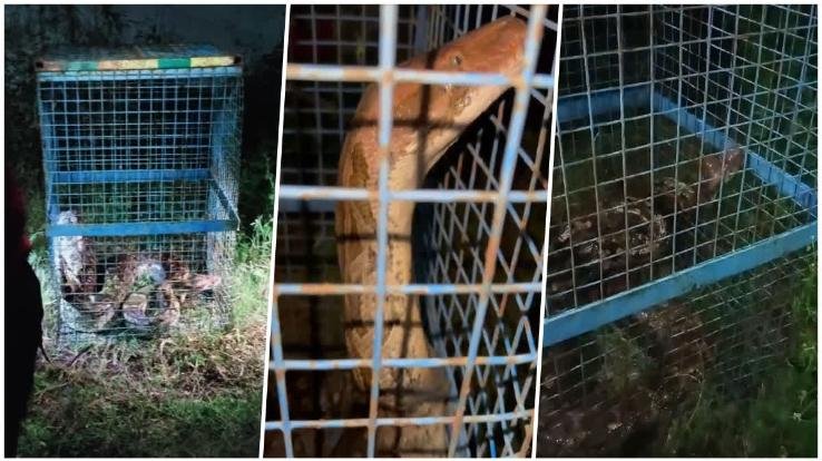 Giant python seen in Sirmaur, people's breathing stopped
