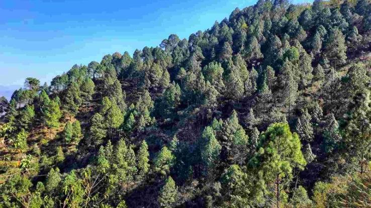 Himachal: Many species of trees started disappearing from the lower Himalayan regions.