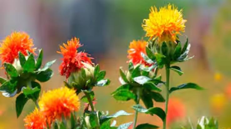 Himachal: Crisis on jobs of 500 workers in Horticulture Department, know the whole matter