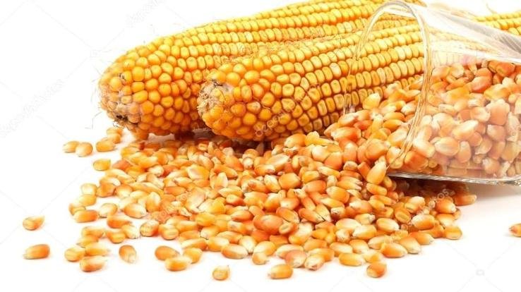 Natural farming of maize made farmers happy in the state