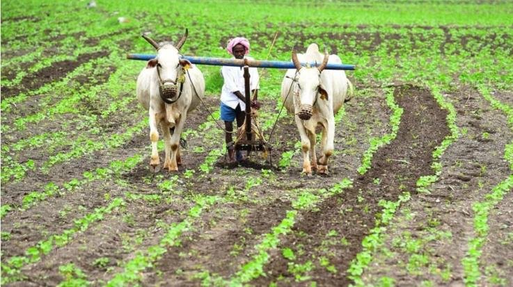 Drought like conditions in Himachal, farmers looking to the sky for wheat sowing