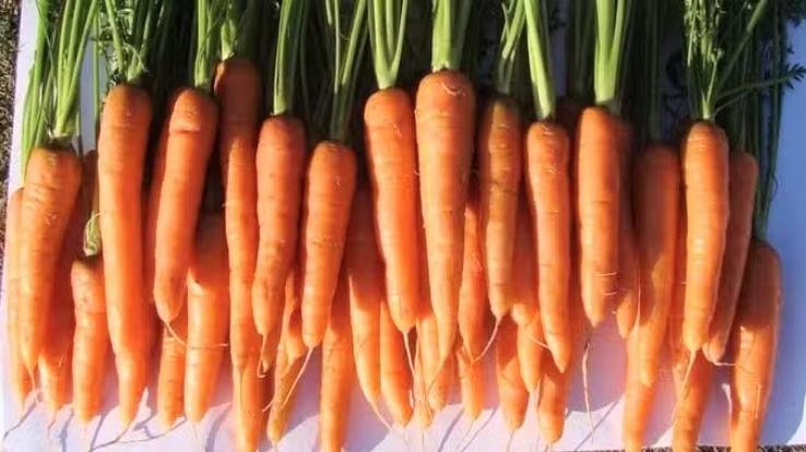 Nauni University of Himachal developed new varieties of carrot and French bean.